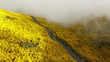 Portekiz 'de Pico do Arieiro yakınlarında çiçek açan sarı Cytisus çalıları arasındaki hava manzarası. Dolly hareketine yaklaş.