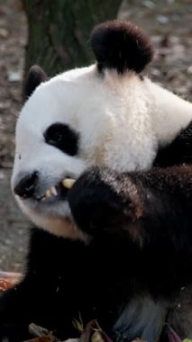 Çin turistik cazibesi - dev panda bambu yiyor. Chengdu, Sichuan, Çin