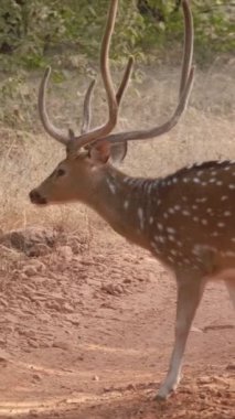Ranthambore Ulusal Parkı, Rajasthan, Hindistan 'da safari yolundan geçen benekli geyik sürüsü.