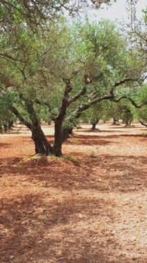 Yunanistan 'ın Girit kentindeki Olea europaea Grove zeytin yağı üretimi için zeytin ağaçları. Yatay kamera tavası