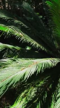 Eğreltiotu palmiye palmiyesi ayaklanması güneşte yakın çekim yapar. Cycas veya cycad palmiye yaprakları yeşil desen, soyut güncel arkaplan
