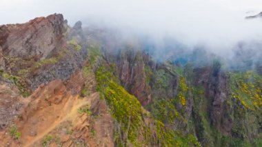 Sis ve bulutlarla kaplı Cytisus çalılarıyla kaplı bir dağ. Pico de Arieiro yakınlarında, Madeira adası, Portekiz. Dolly hareketine yaklaş.