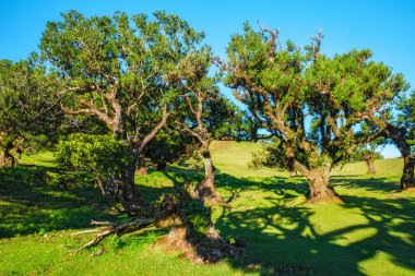 Günbatımında muhteşem büyülü Fanal Laurisilva ormanında yüzyıllar öncesinden kalma ağaçlar. Madeira Adası, Portekiz