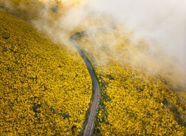 Aerial view of road with red car among yellow Cytisus blooming shrubs near Pico do Arieiro, Portugal clipart