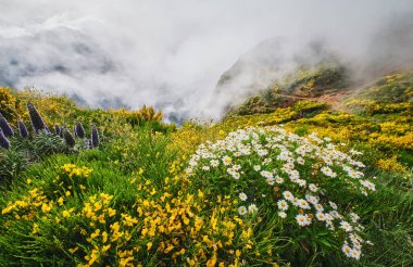 Madeira landscape with daisy and Pride of madeira flowers and blooming Cytisus shrubs and mountains in clouds. Miradouros do Paredao, Madeira island, Portugal clipart