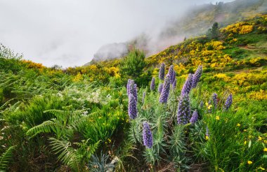 Madeira manzarası Madeira Gururu çiçekleri ve çiçek açan Cytisus çalıları ve bulutlardaki dağlar. Miradouros do Paredao, Madeira Adası, Portekiz