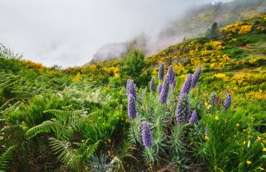 Madeira landscape with Pride of Madeira flowers and blooming Cytisus shrubs and mountains in clouds. Miradouros do Paredao, Madeira island, Portugal clipart