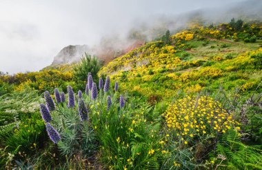 Madeira manzarası Madeira Gururu çiçekleri ve çiçek açan Cytisus çalıları ve bulutlardaki dağlar. Miradouros do Paredao, Madeira Adası, Portekiz