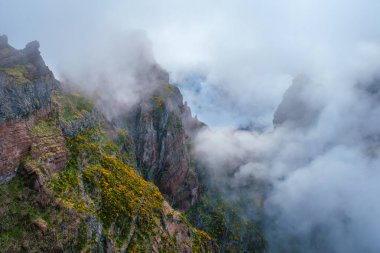 Sis ve bulutlarla kaplı Cytisus çalılarıyla kaplı bir dağ. Pico de Arieiro yakınlarında, Madeira adası, Portekiz