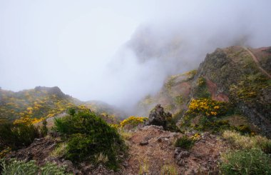 Sis ve bulutlarla kaplı Cytisus çalılarıyla kaplı yürüyüş yolu olan bir dağ. Pico de Arieiro yakınlarında, Madeira adası, Portekiz