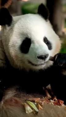 Çin turistik cazibesi - dev panda bambu yiyor. Chengdu, Sichuan, Çin