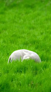 Yeşil çayırlarda otlayan koyun kuzusu