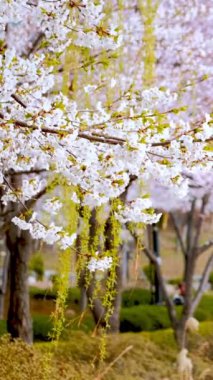 Çiçek açan sakura kiraz çiçeği yakın kadar arka plan bahar, Güney Kore