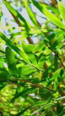 Bambu yaprakları rüzgarda, güneşli bir günde kapanıyor.
