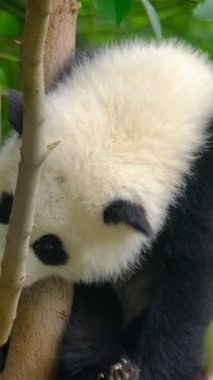 Şirin dev panda yavrusu ağaçta uyuyor. Chengdu, Sichuan, Çin