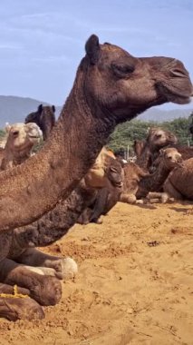 Pushkar mela deve fuarında develer. Pushcar Kamera Fuarı ünlü bir Hint festivali ve deve ticareti fuarıdır. Pushkar, Rajasthan, Hindistan