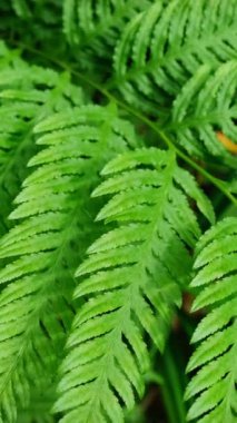 Pteris tremula Australian freni, yumuşak fren, yumuşak fren, sallanan fren yaprakları. Kamera kaydırma