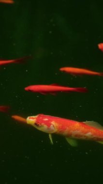 Renkli dekoratif kırmızı Japon Koi sazan balığı Cyprinus carpio suni gölet üstü manzaralı