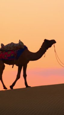Hintli cameleers deve sürücüsü gün batımında Thar çölünün kum tepelerinde deve siluetleriyle. Rajasthan 'daki karavan turizm arka planında safari macerası. Jaisalmer, Rajasthan, Hindistan