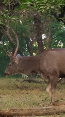 Güzel erkek sambar Rusa unicolor geyiği ormanda yürüyor. Sambar, Hindistan 'a özgü büyük bir geyiktir. Savunmasız baharatlar. Ranthambore Ulusal Parkı, Rajasthan, Hindistan. Yatay tava