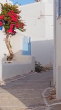 Yunanistan 'ın ünlü Paros Adası' ndaki Naousa kasabasının çiçek açan begonvil çiçekli geleneksel badanalı evleri ile pitoresk dar bir sokakta sabit kamerayla yürümek