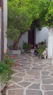 Yunanistan 'ın ünlü Paros Adası' ndaki Naousa kasabasının çiçek açan begonvil çiçekli geleneksel badanalı evleri ile pitoresk dar bir sokakta sabit kamerayla yürümek