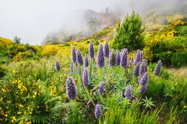 Madeira manzarası Madeira Gururu çiçekleri ve çiçek açan Cytisus çalıları ve bulutlardaki dağlar. Miradouros do Paredao, Madeira Adası, Portekiz