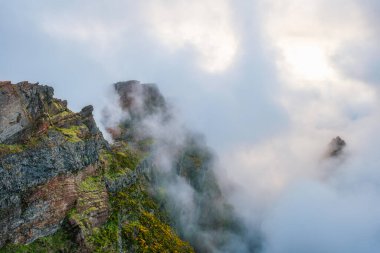 Sis ve bulutlarla kaplı Cytisus çalılarıyla kaplı bir dağ. Pico de Arieiro yakınlarında, Madeira adası, Portekiz