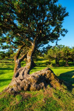 Centuries-old til trees in fantastic magical idyllic Fanal Laurisilva forest on sunset. Madeira island, Portugal clipart