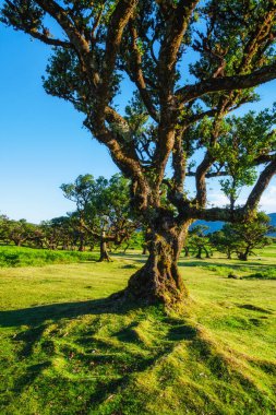 Centuries-old til trees in fantastic magical idyllic Fanal Laurisilva forest on sunset. Madeira island, Portugal clipart