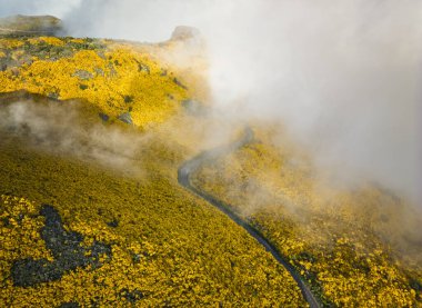 Aerial view of road among yellow Cytisus blooming shrubs near Pico do Arieiro, Portugal in clouds clipart