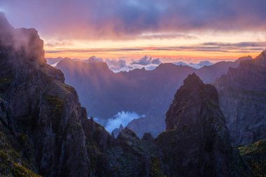 Gün batımındaki dağlar sis ve bulutlarla kaplı, çiçek açan Cytisus çalılarıyla. Pico de Arieiro yakınlarında, Madeira adası, Portekiz