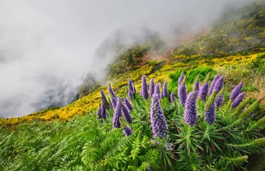 Madeira manzarası Madeira Gururu çiçekleri ve çiçek açan Cytisus çalıları ve bulutlardaki dağlar. Miradouros do Paredao, Madeira Adası, Portekiz