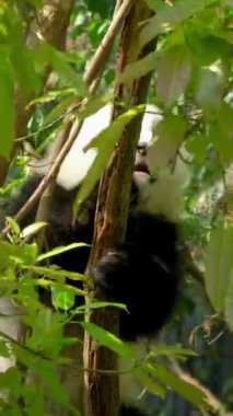Ağaçtaki dev panda yavrusu. Chengdu, Sichuan, Çin