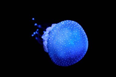 Biyolüminesans Denizanası Phyllorhiza punctata beyaz benekli denizanası yüzen çan, Avustralya benekli denizanası su altında ışıldıyor.