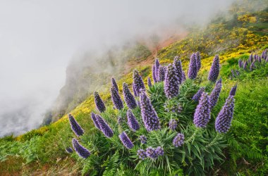 Madeira manzarası Madeira Gururu çiçekleri ve çiçek açan Cytisus çalıları ve bulutlardaki dağlar. Miradouros do Paredao, Madeira Adası, Portekiz
