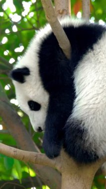 Ağaçtaki dev panda yavrusu. Chengdu, Sichuan, Çin