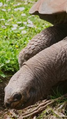 Galapagos kaplumbağası yiyor. Galapagos Adalarının dev kaplumbağası.