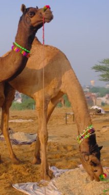 Ünlü Hint develeri tarlada Pushkar mela deve festivali ticareti yapıyor. Develer gün doğumunda çiğniyor. Pushkar, Rajasthan, Hindistan