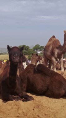 Develer tarlada Pushkar mela deve fuarını takas ediyor. Develer gün doğumunda çiğniyor. Ünlü Hint festivali. Pushkar, Rajasthan, Hindistan