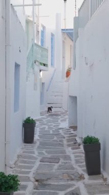 Yunanistan 'ın ünlü Paros Adası' ndaki Naousa kasabasının çiçek açan begonvil çiçekli geleneksel badanalı evleri ile pitoresk dar bir sokakta sabit kamerayla yürümek