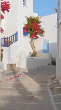 Yunanistan 'ın ünlü Paros Adası' ndaki Naousa kasabasının çiçek açan begonvil çiçekli geleneksel badanalı evleri ile pitoresk dar bir sokakta sabit kamerayla yürümek