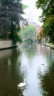 Beyaz kuğular Begijnhof yakınlarındaki Bruges Brugge kanalında. Bruges, Belçika