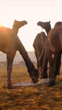 Ünlü Hint develeri tarlada Pushkar mela deve festivali ticareti yapıyor. Develer gün doğumunda çiğniyor. Pushkar, Rajasthan, Hindistan