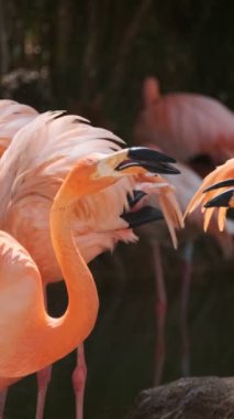 Amerikan Phoenicopterus ruber chilensis ve Şili Flamingoları Phoenicopterus chilensis güzel renkli kuşlar suyun içine kapanır.