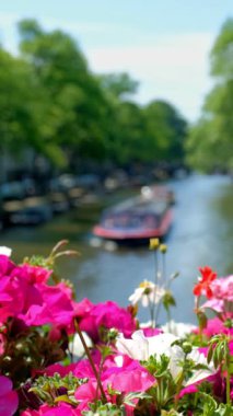 Köprüde geçen tekneler ve çiçekler olan Amsterdam Kanalı. Çiçeklere odaklan. Amsterdam, Hollanda
