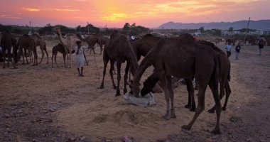 Pushkar, Hindistan - 06 Kasım 2019: Pushkar mela deve fuarında gün batımında develer. Pushkar Deve Fuarı ünlü bir Hint festivalidir. Pushkar, Rajasthan, Hindistan