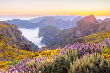Pico do Arieiro 'dan Madeira' nın Gururu çiçekleri ve gün batımından sonra açan Cytisus çalıları ile dağların tepesindeki görüntüler. Madeira Adası, Portekiz