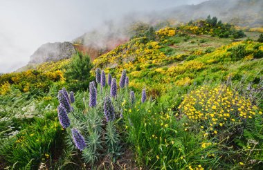 Madeira manzarası Madeira Gururu çiçekleri ve çiçek açan Cytisus çalıları ve bulutlardaki dağlar. Miradouros do Paredao, Madeira Adası, Portekiz