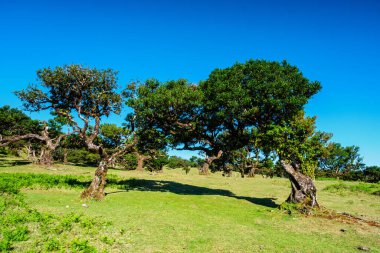 Günbatımında muhteşem büyülü Fanal Laurisilva ormanında yüzyıllar öncesinden kalma ağaçlar. Madeira Adası, Portekiz